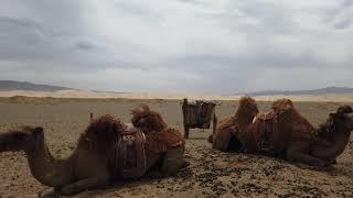 Nature Walk : Camels and Sand Dunes in The Gobi Desert / Mongolia Road Trip 17 / Walk 117