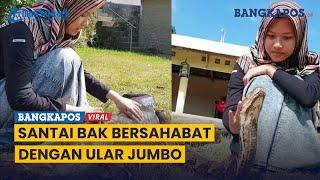 Bak Bersahabat, Gadis Berhijab ini Asyik Santai Dengan Ular Jumbo