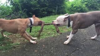 Pit Bull Terrier VS. American Bully