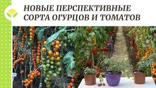 Новые перспективные сорта огурцов и томатов