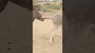 Donkeys #animals #success #villagelife #happypets