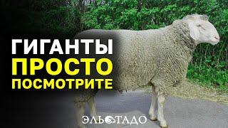 Гигантские бараны Мериноландшаф! Разведение овец породы Мериноланд Мясо-шерстная порода овец