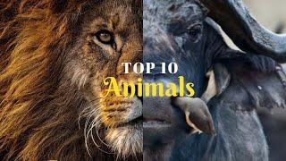 10 Most dangerous animals in the world || INFOGURU || INFORMATION VIDEOS.