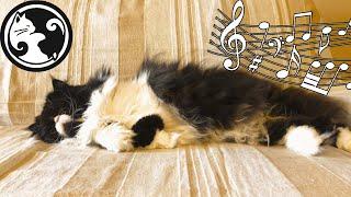 Cat Music to Make them Happy - Try Playing For 5 MINUTES