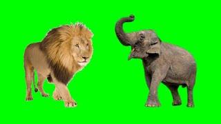 Copyright Free Green Screen  Elephant & Lion Video For YoutubeFree Download