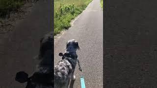 Sunday morning walk, Maisie is out taking video! #aussiedoodle