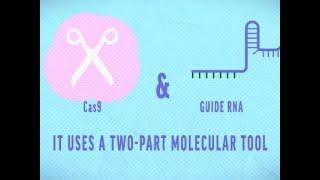 Cut-and-Paste Tool Transforms Genetic Research