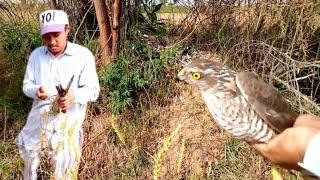 how to trap a sparrowhawk | eagle trap | falcon of Pakistan