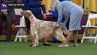 Setters (English) | Breed Judging 2020