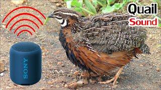 Awesome Quail Trap by Using Speaker Bird Sound Call -  Work 100% by Natural Life In Cambodia