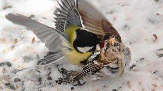 This little one EATS her own kind! The dark side of the Great Tit.