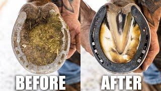 Satisfying Hoof Restoration - Start to Finish | 4K FARRIER ASMR