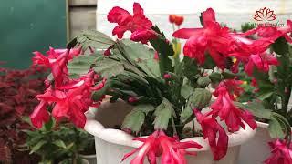 The beauty of Thanksgiving cactus flowers