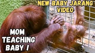 Watch This Mom Orangutan Teach Her Adorable Baby How To Climb!