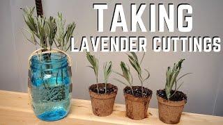 Propagating Lavender by Cuttings  QG Day 22