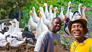 How He is Making Thousands of Dollars with Duck Farming in Zimbabwe Africa