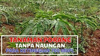 Tanaman Porang Tanpa Naungan (Pada Ketinggian 700 Mdpl)