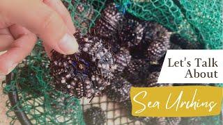 Let's Talk About Sea Urchins | withjoshvy 