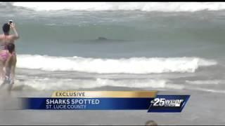 Sharks shut down St. Lucie County beaches