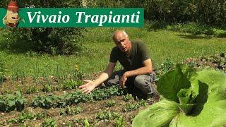 Come creare un VIVAIO di piantine per i trapianti