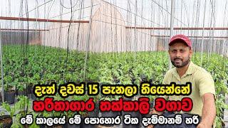 දවස් 15 පැනපු හරිතාගාර තක්කාලි වගාව | Greenhouse Tomato Farming |Smart Agri