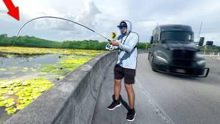 Roadside Fishing the Florida EVERGLADES (Surprise Catch!)