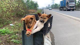 The cries for help of two dogs abandoned by their cruel owner on the side of the highway!