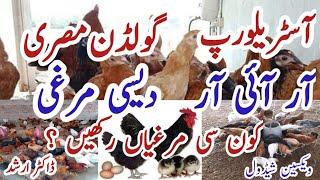 Australorp, Golden Misri, RIR, Desi Chicken Farming in Pakistan | Dr Arshad