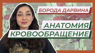 Анатомия — Круги кровообращения