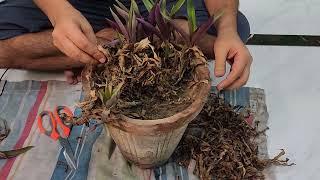 Tradescantia Spathacea Leaves burning in the extreme Heat