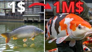 How Japanese Farmers Raise Million Dollar Koi Fish|Step by Step Guide| Grand Farm