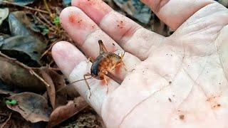 Catching and Observing Insect. Crickets, Cockroaches, and Ground Dogs