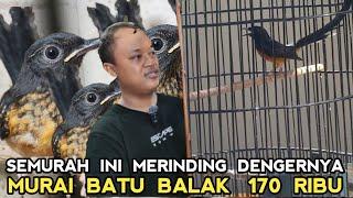 SEMURAH INI HARGA MURAI BATU..! EKOR BALAK CUKUP 170 RB DIKIOS YANTO PB PRAMUKA