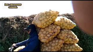 AKSI EXTRIME OJEK GUNUNG PAPANDAYAN-ANGKUT SAYUR PULUHAN KARUNG..