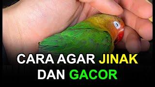 Rahasia 6 Cara Melatih Lovebird Agar Jinak dan Ngekek Panjang