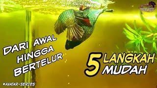 5 Langkah Mudah Cara Mengawinkan Ikan Cupang (Siapa Saja Bisa!)