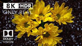 HDR Full Colors 8k 60fps Dolby Vision