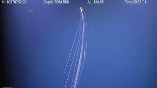 Magnapinna BigFin Squid Attacking | Deep Ocean ROV Footage