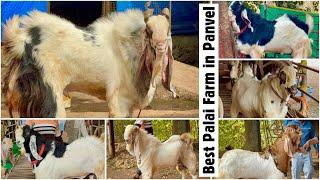 Panvel Goat Farm Full Tour | The Best Palai Farm in Panvel