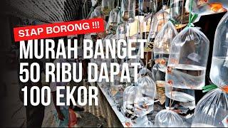 MURAHNYA KEBANGETAN 50 RIBU DAPAT 100 EKOR !!! UPDATE HARGA IKAN HIAS DI PASAR PARUNG