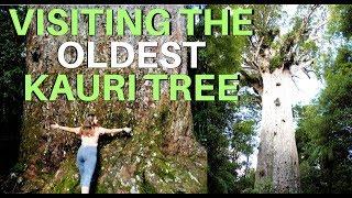 TANE MAHUTA - OLDEST KAURI TREE/Waipoua Kauri Forest, New Zealand | Cath's World