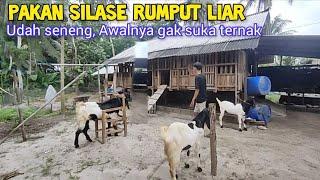 Sekarang Sudah Senang Sama Ternak, Dengan Kemudahan Pakan Silase Rumput Liar