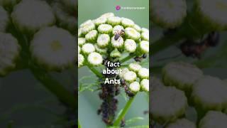 #ants and there life #youtubeshorts #facts #topwonders #incredible