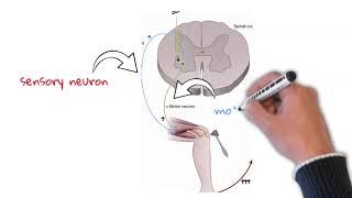 why do upper motor neuron lesions causes hyperreflexia.. knee reflex examination