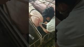 Pig farming #pig Ai#shortvideo