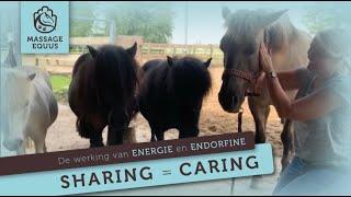 Sharing = Caring / Equine Energy