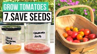 How to Save Tomato Seeds for Next Year | Complete Tomato Growing Guide: Part 7