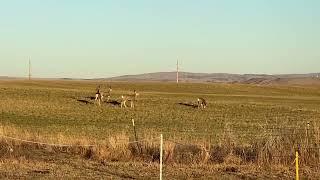 Shooting doe with 7X57 double rifle