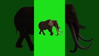 Green Screen | Mammoth on key-able green screen | Free footage | No copyright