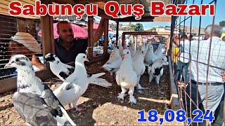 Sabunçu Quş Bazarı 18 avqust 2024,, 0706208803